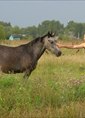 Познакомиться с татарином.  саша 40 лет Набережные Челны 422769