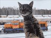 mansur-art 51 год. Фотография №25 фотоальбома  Котики