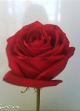 Познакомиться с татаркой.  Лилия 36 лет Нефтекамск 141135