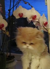 Познакомиться с татарином.  Марат 42 года Уфа 142390