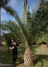 Познакомиться с татарином.  Фируза 43 года Октябрьский 155593