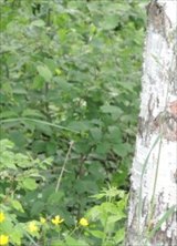 Познакомиться с татарином.  Ильнар 49 лет Долгопрудный 691256