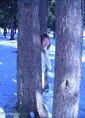 Познакомиться с татаркой.  Nasima 61 год Томск 292572