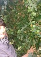 Познакомиться с татаркой.  Гульнара 52 года Челябинск 400871