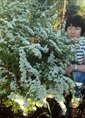 Познакомиться с татаркой.  Сария 55 лет Бавлы 360507