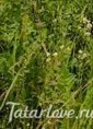 Познакомиться с татаркой.  Гуля 46 лет Казань 743926